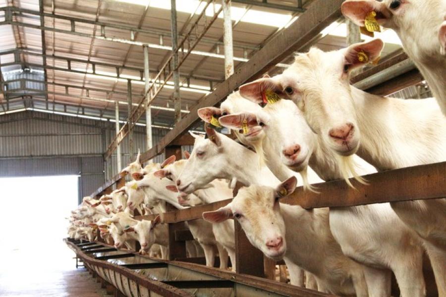 Nuôi dê lấy sữa, thu nhập hơn 500 triệu đồng/năm